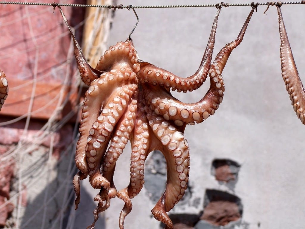 Oporto_pulpo