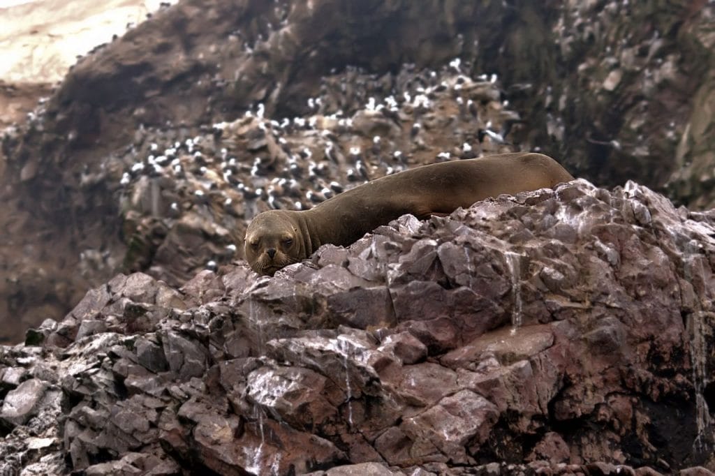 peru-biodiversidad