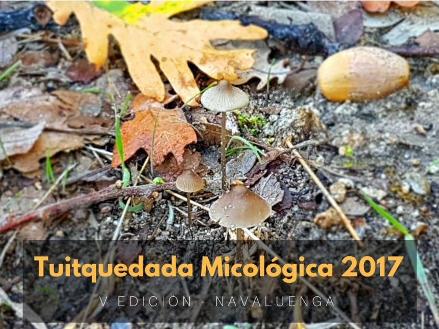 Tuitquedada Micológica 2017 en Navaluenga