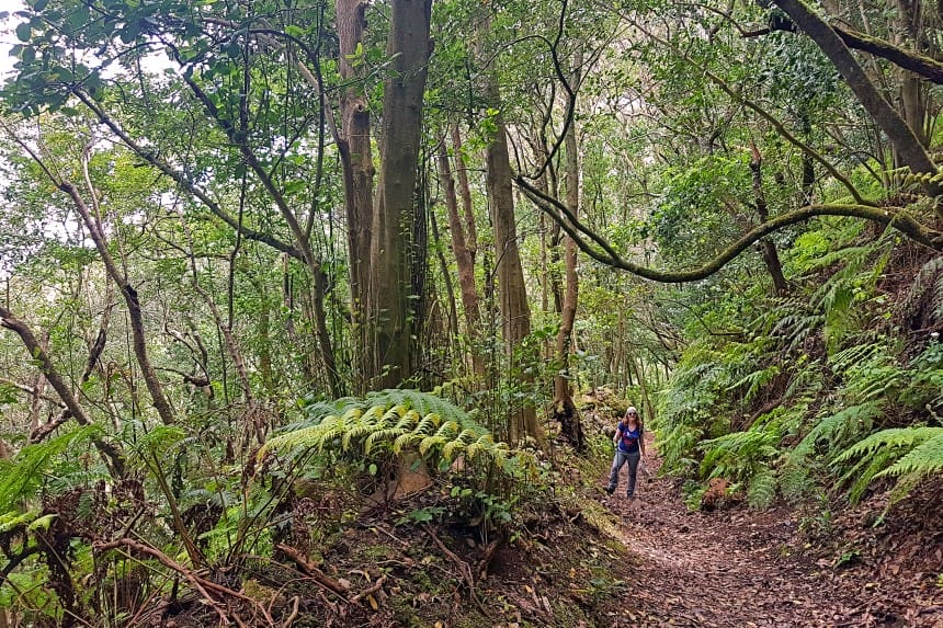 Bosque de Laurisilva en el Parque Rural de Anaga