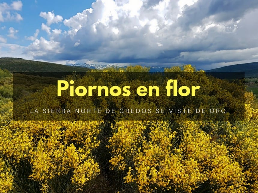 Piornos en flor