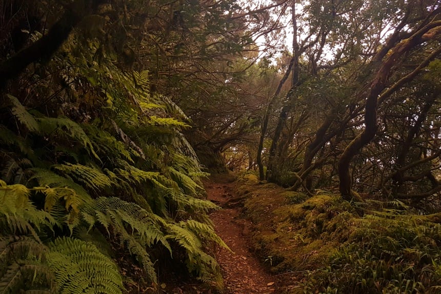 Bosque de Laurisilva en Anaga