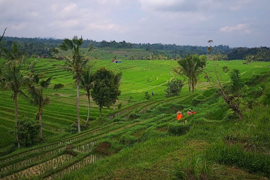 arrozales en Bali