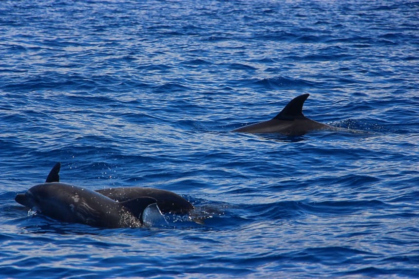 delfines mulares en Tenerife