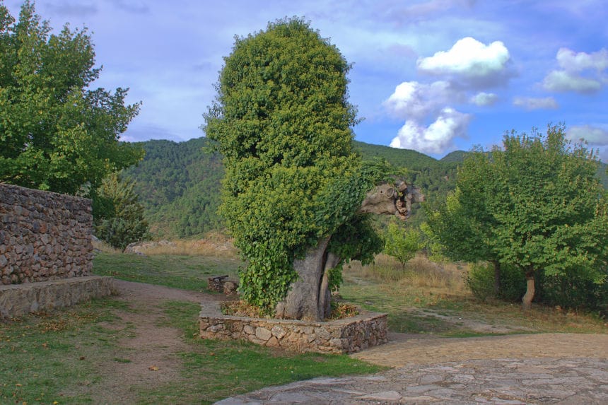 el olmo de Riópar