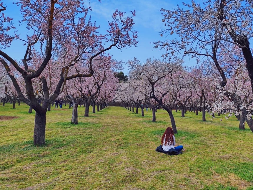 Almendros en Madrid