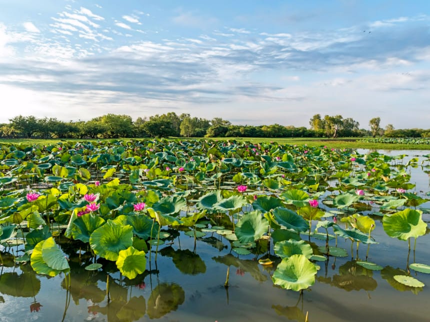 Kakadu